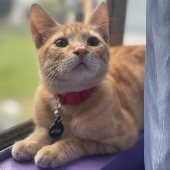 Meet your Posher, Roxana - Picture 2 of 5